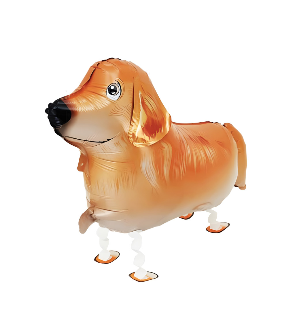 Chodící fóliový balónek – zlatý retrívr